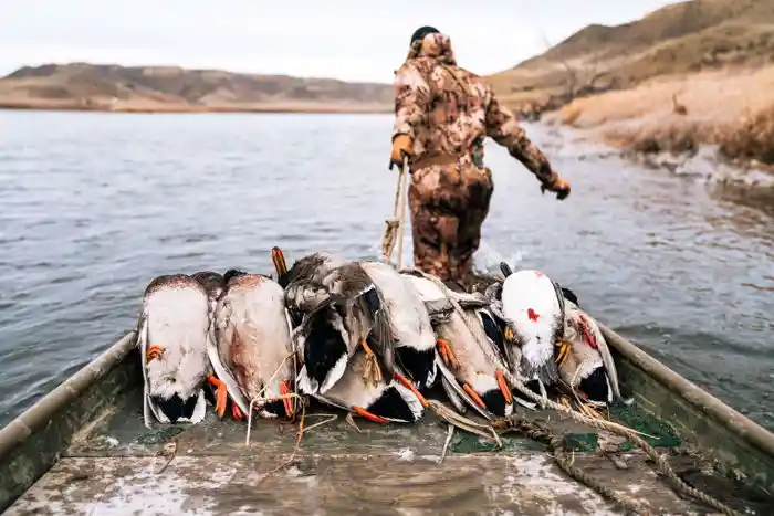 Waterfowl